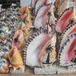 En Huatulco está prohibida la comercialización de Conchas y Especies Marinas.