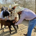 Aplicamos 120 vacunas contra la gripe a ganado en Coyula: Presidente Municipal Huatulco
