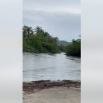 Cocodrilos son arrastrados hacia el mar y la playa, luego de abrir la Barra en Ventanilla Tonameca.